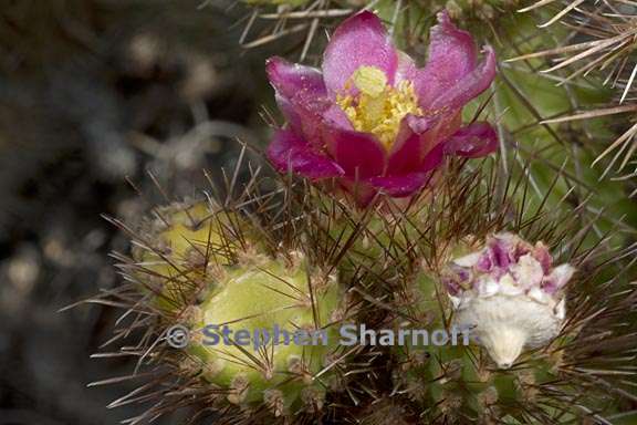 cylindropuntia prolifera 3 graphic